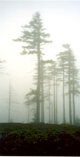 foggy trees